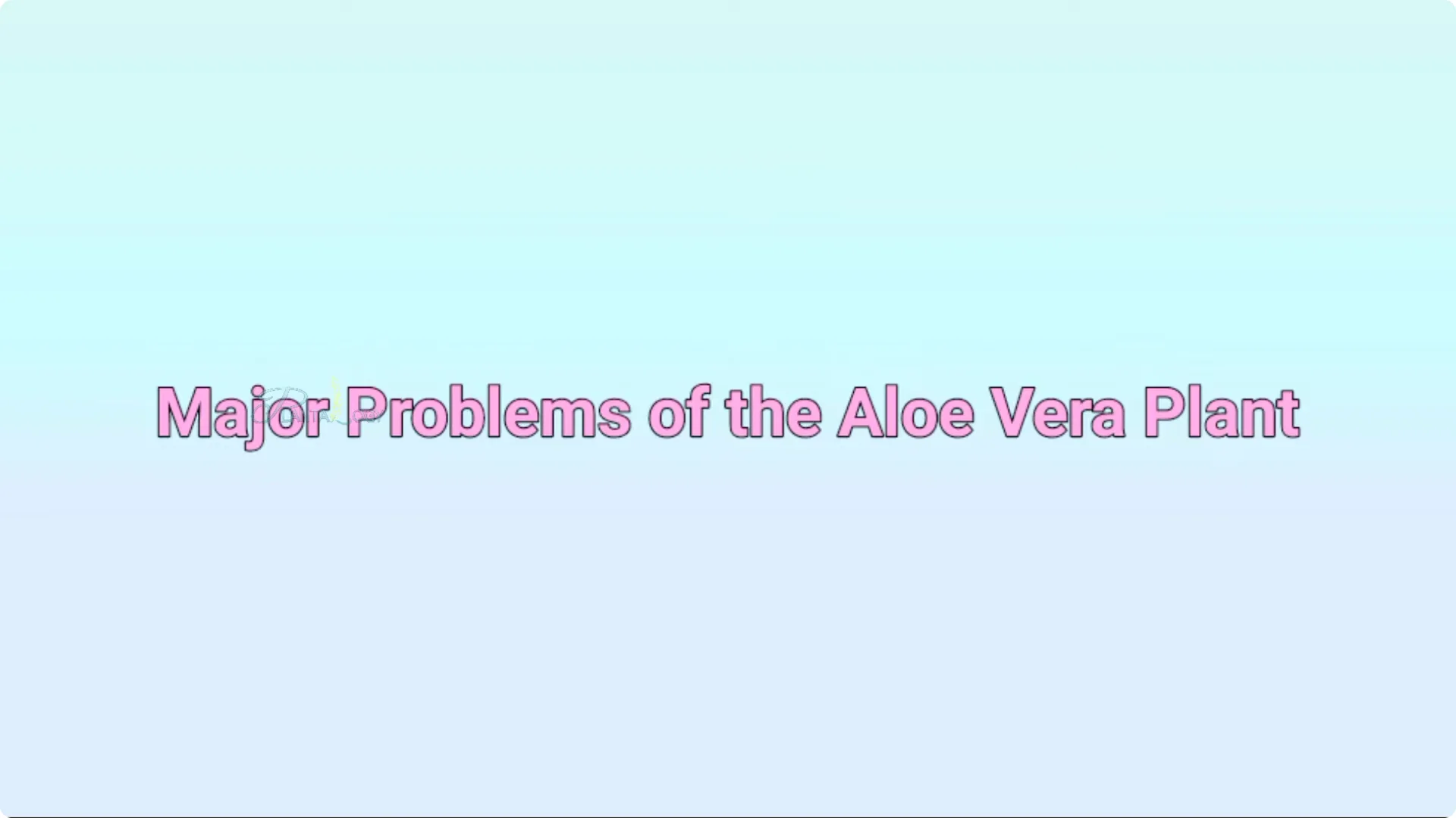 How to Revive and Save a Browning Aloe Vera Plant screenshot 6