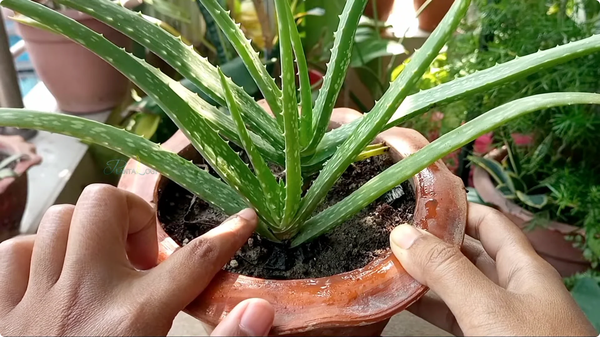How to Revive and Save a Browning Aloe Vera Plant screenshot 7