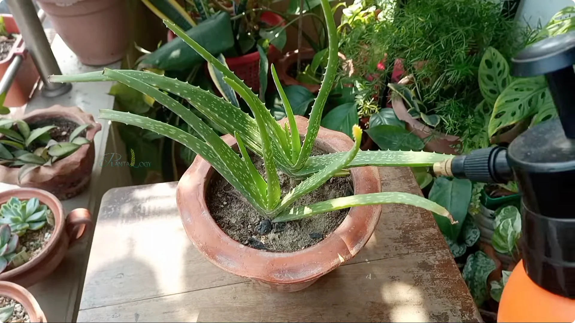 How to Revive and Save a Browning Aloe Vera Plant screenshot 8