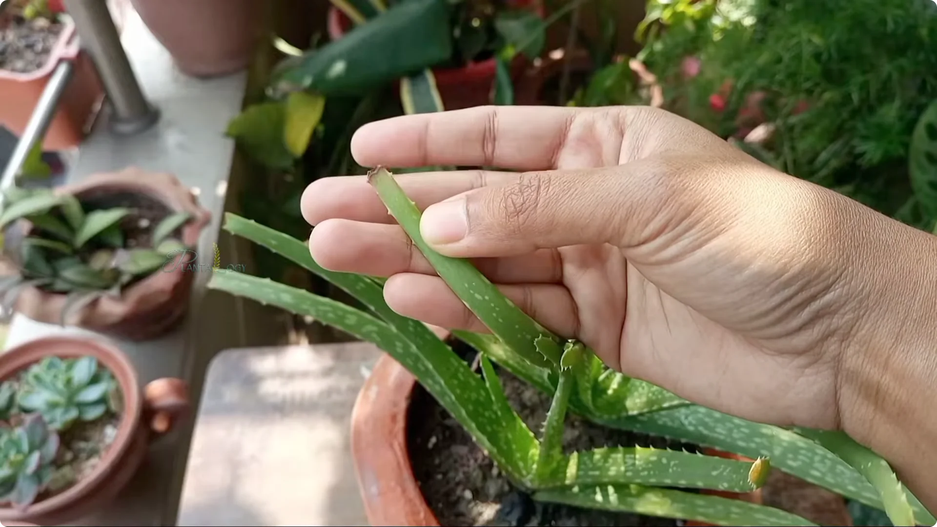 How to Revive and Save a Browning Aloe Vera Plant screenshot 9