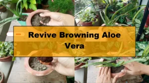 How to Revive and Save a Browning Aloe Vera Plant - Featured Image