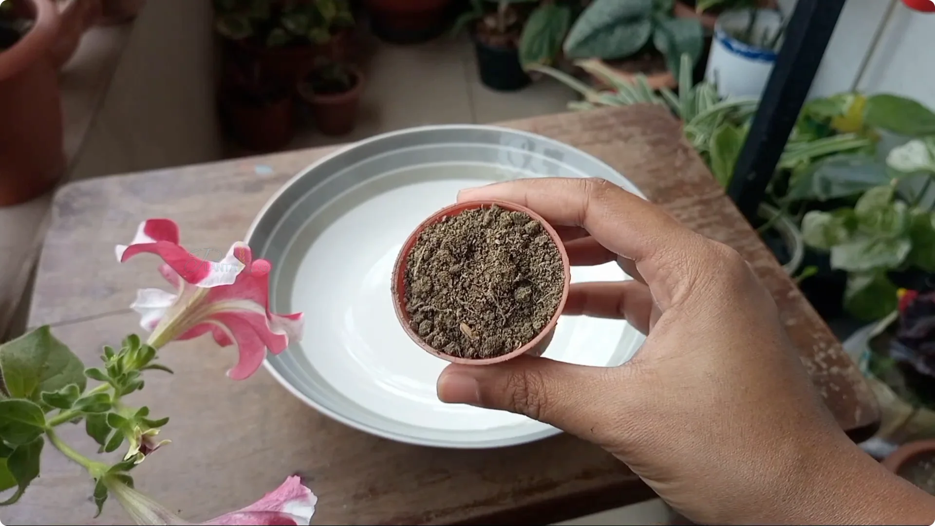 How to Revive Your Allamanda Plant with Simple Care Tips screenshot 10