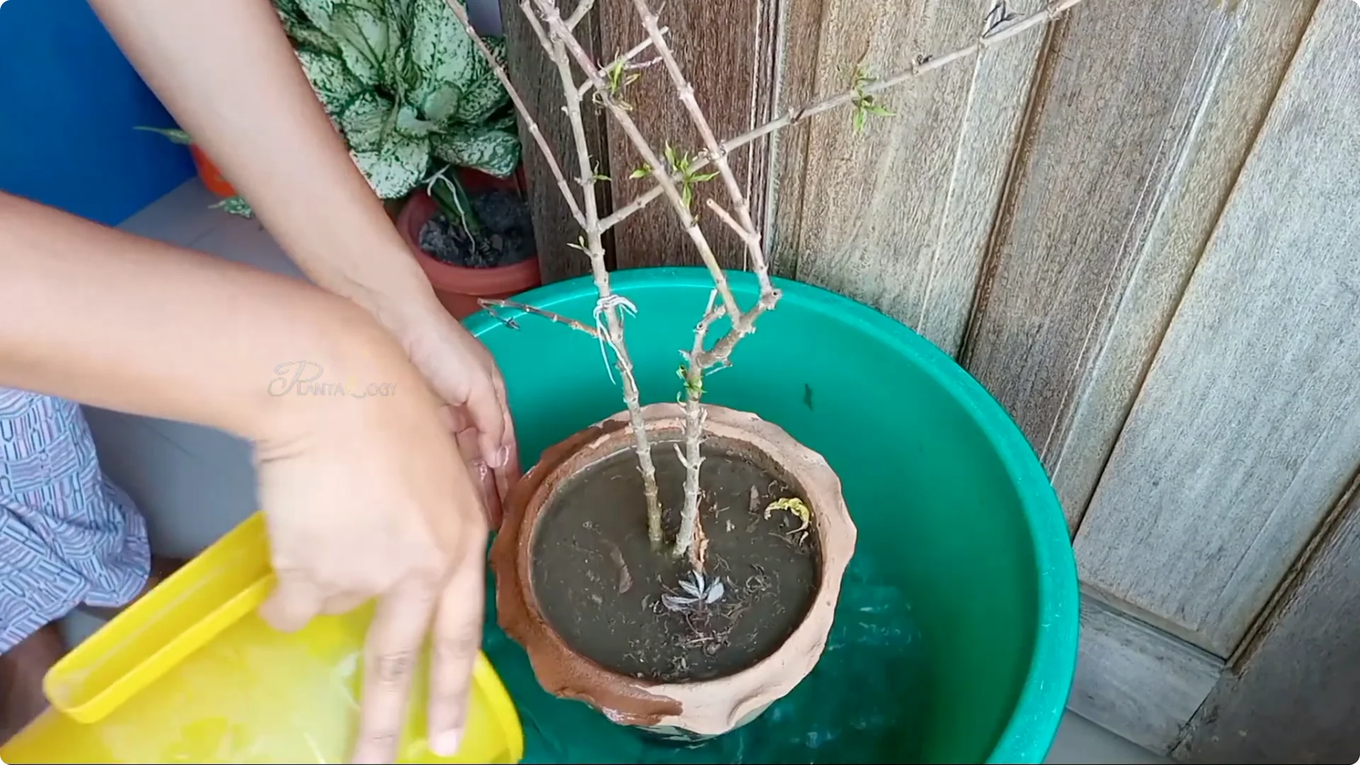 How to Revive Your Allamanda Plant with Simple Care Tips screenshot 2