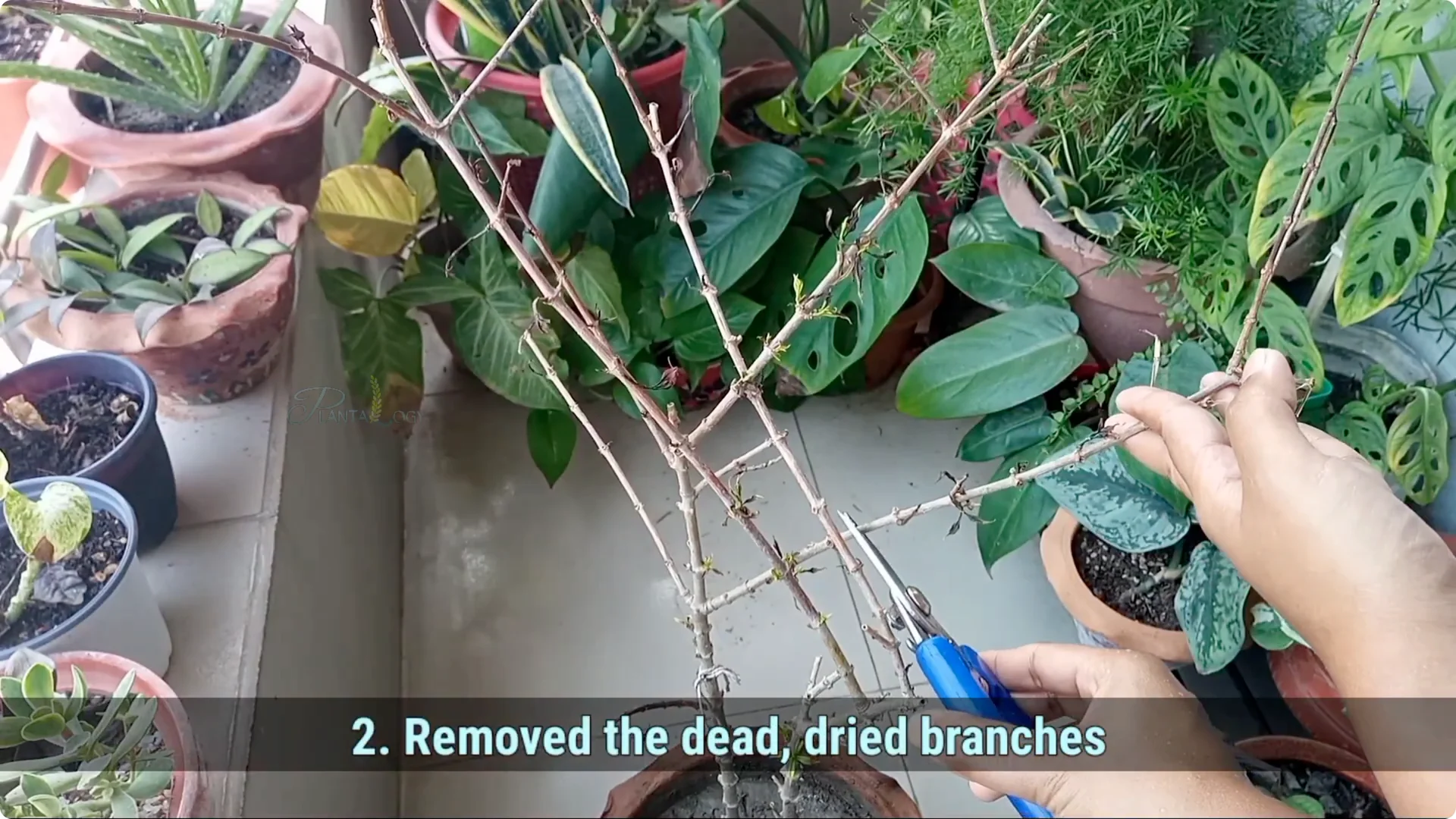 How to Revive Your Allamanda Plant with Simple Care Tips screenshot 3