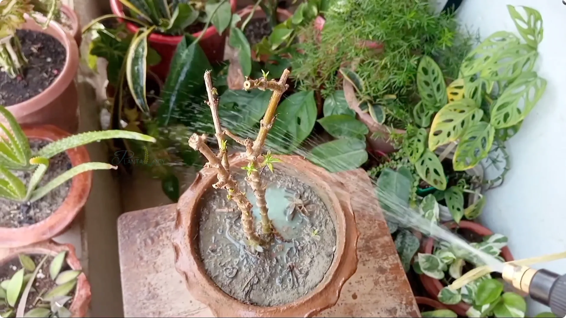 How to Revive Your Allamanda Plant with Simple Care Tips screenshot 4