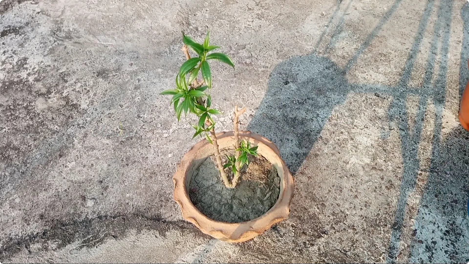 How to Revive Your Allamanda Plant with Simple Care Tips screenshot 5