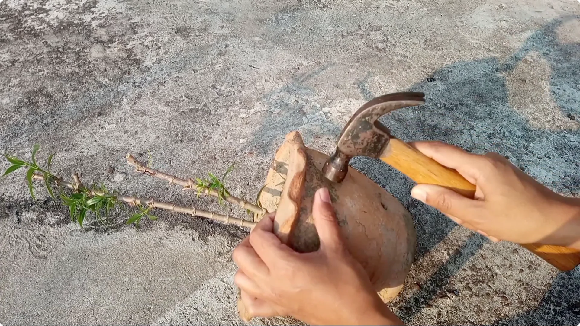 How to Revive Your Allamanda Plant with Simple Care Tips screenshot 6