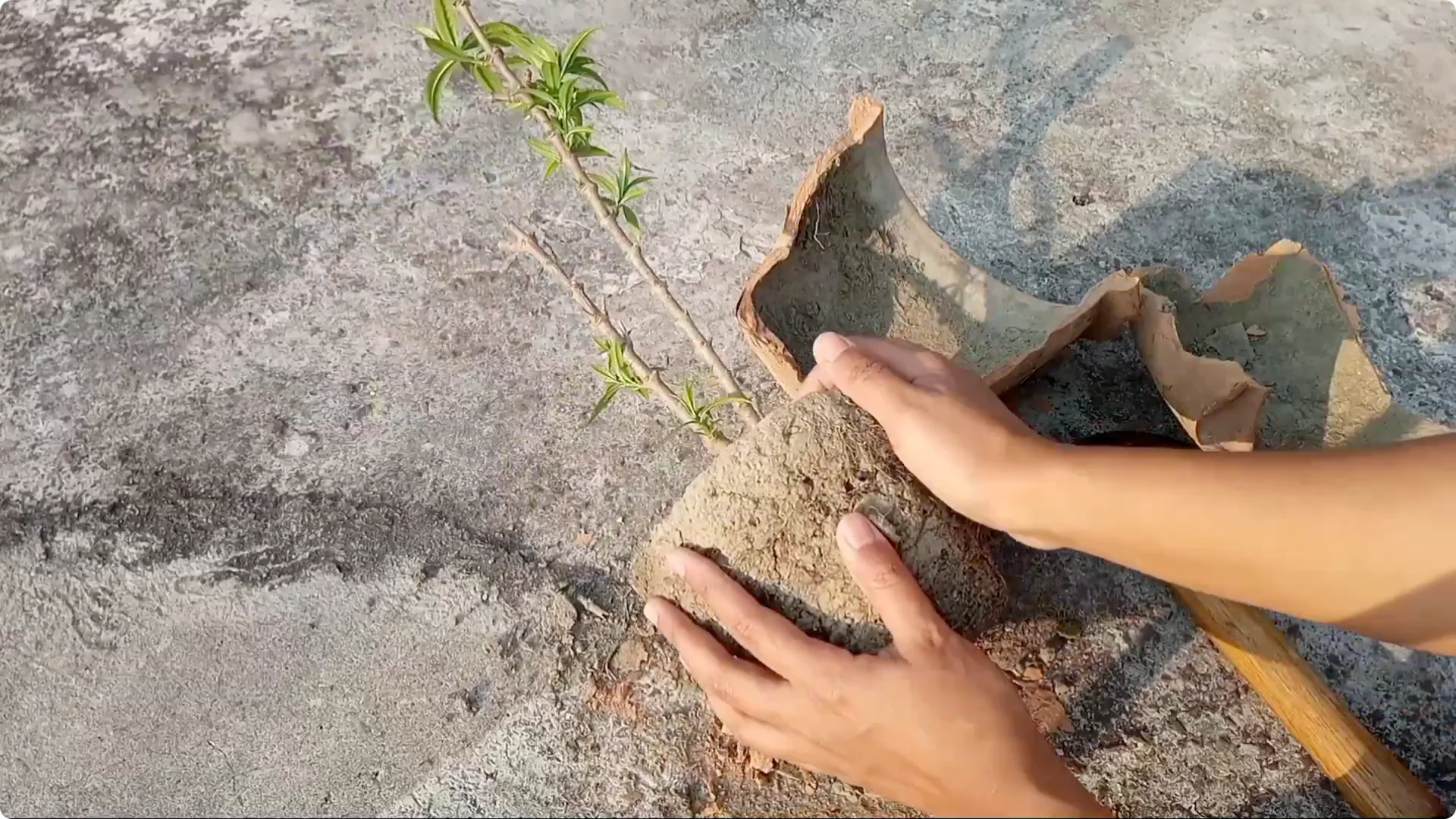 How to Revive Your Allamanda Plant with Simple Care Tips screenshot 7