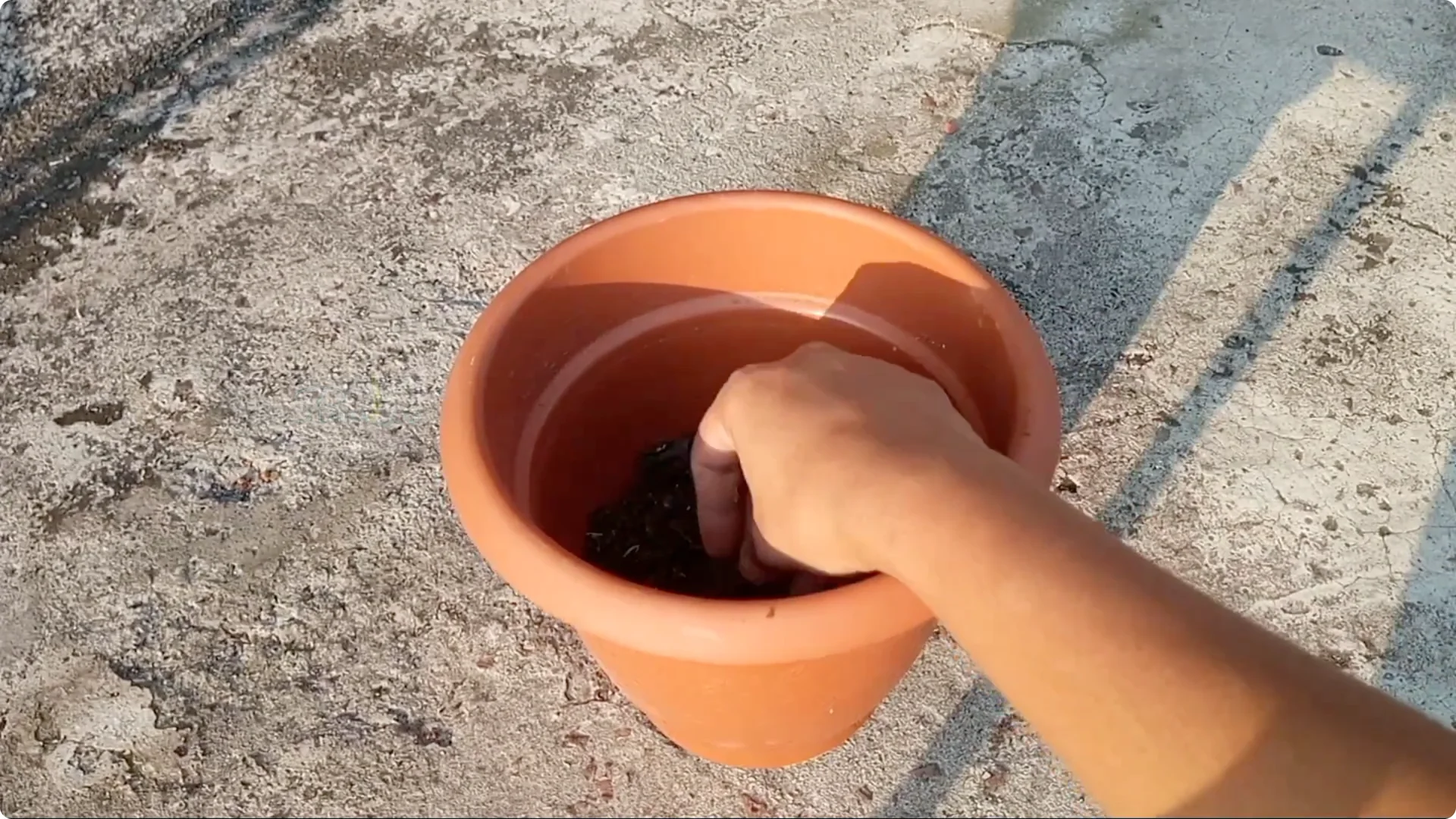 How to Revive Your Allamanda Plant with Simple Care Tips screenshot 8