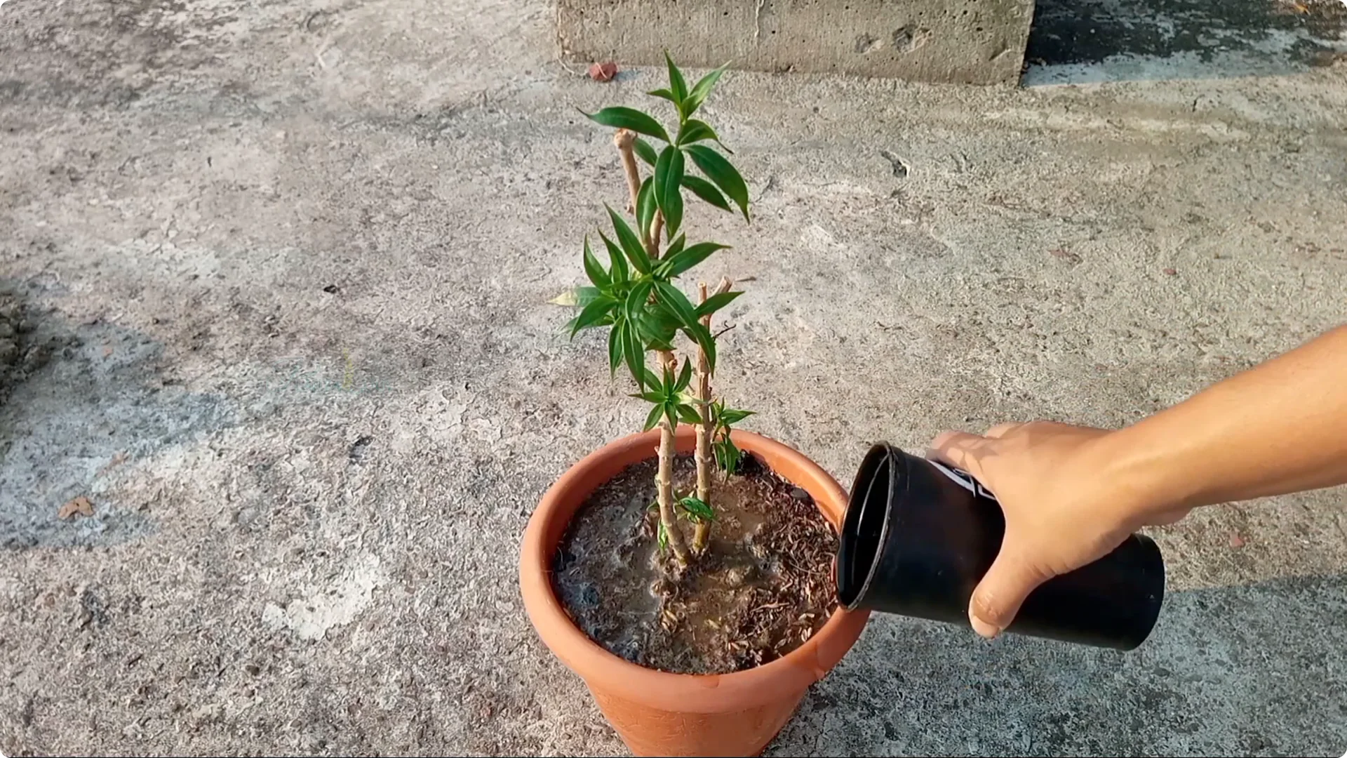 How to Revive Your Allamanda Plant with Simple Care Tips screenshot 9