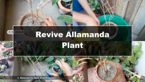How to Revive Your Allamanda Plant with Simple Care Tips - Featured Image