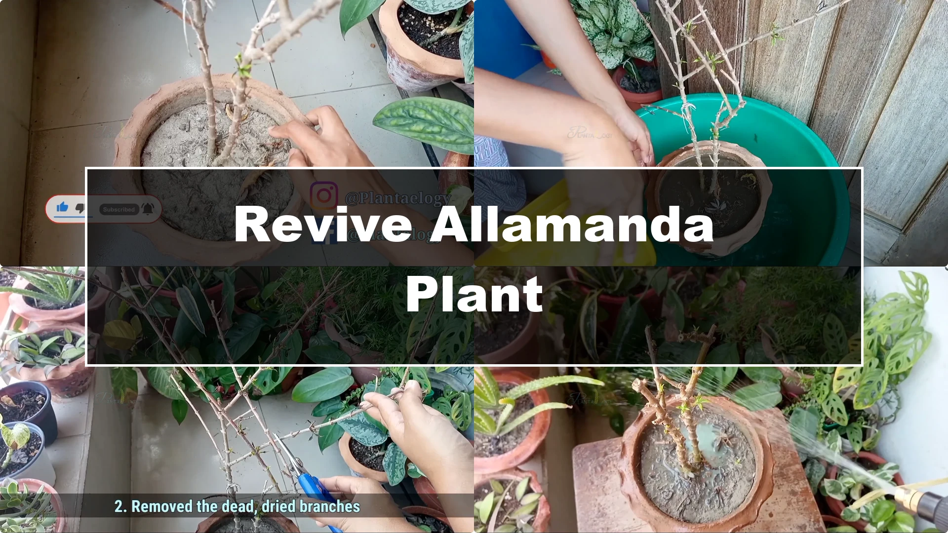 How to Revive Your Allamanda Plant with Simple Care Tips - Featured Image