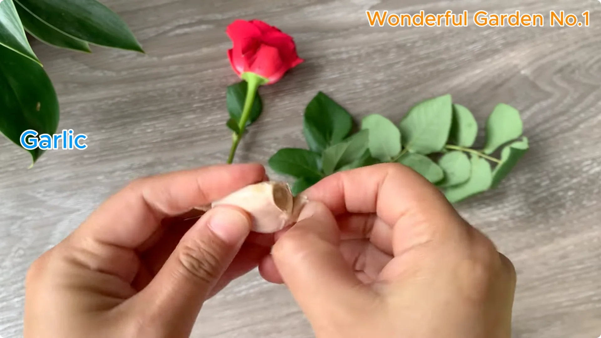 How to Root Any Rose Branch Without Spending a Dime screenshot 2