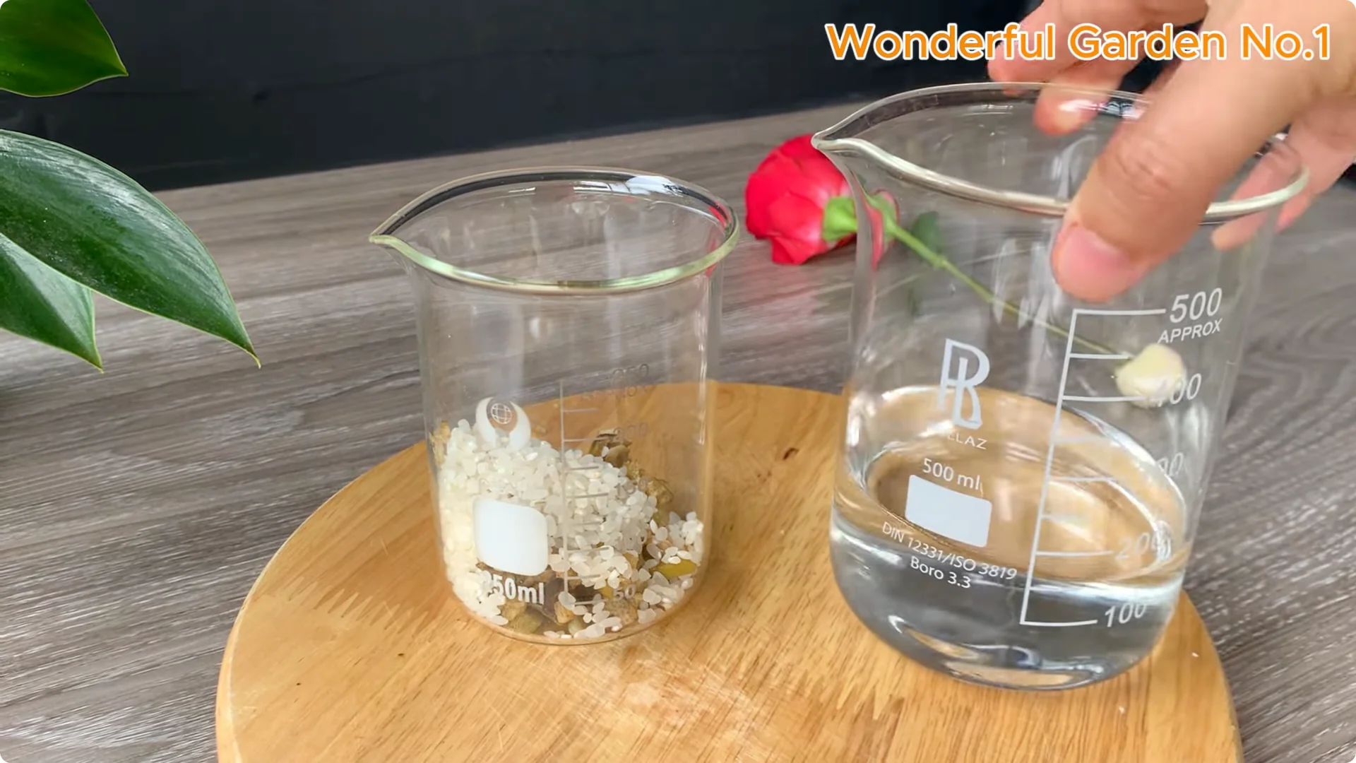 How to Root Any Rose Branch Without Spending a Dime screenshot 3