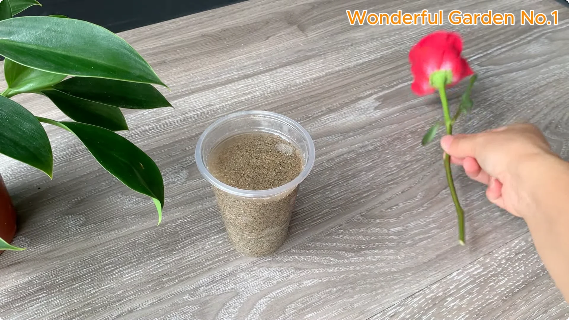 How to Root Any Rose Branch Without Spending a Dime screenshot 6