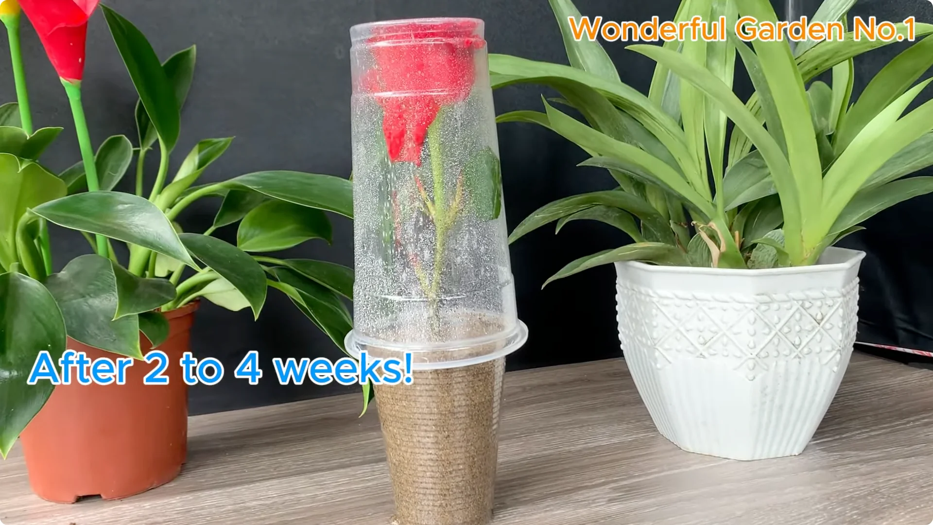 How to Root Any Rose Branch Without Spending a Dime screenshot 7