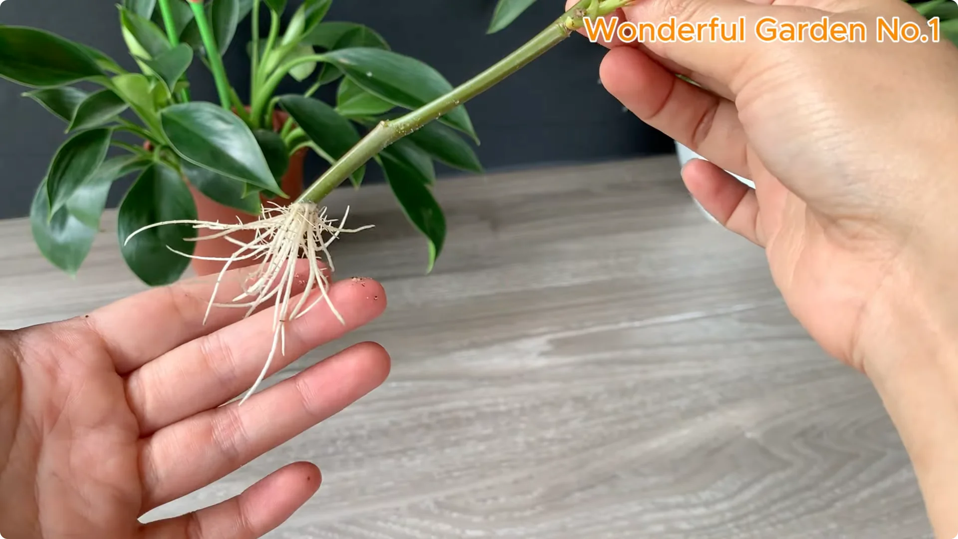 How to Root Any Rose Branch Without Spending a Dime screenshot 8