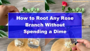 How to Root Any Rose Branch Without Spending a Dime - Featured Image