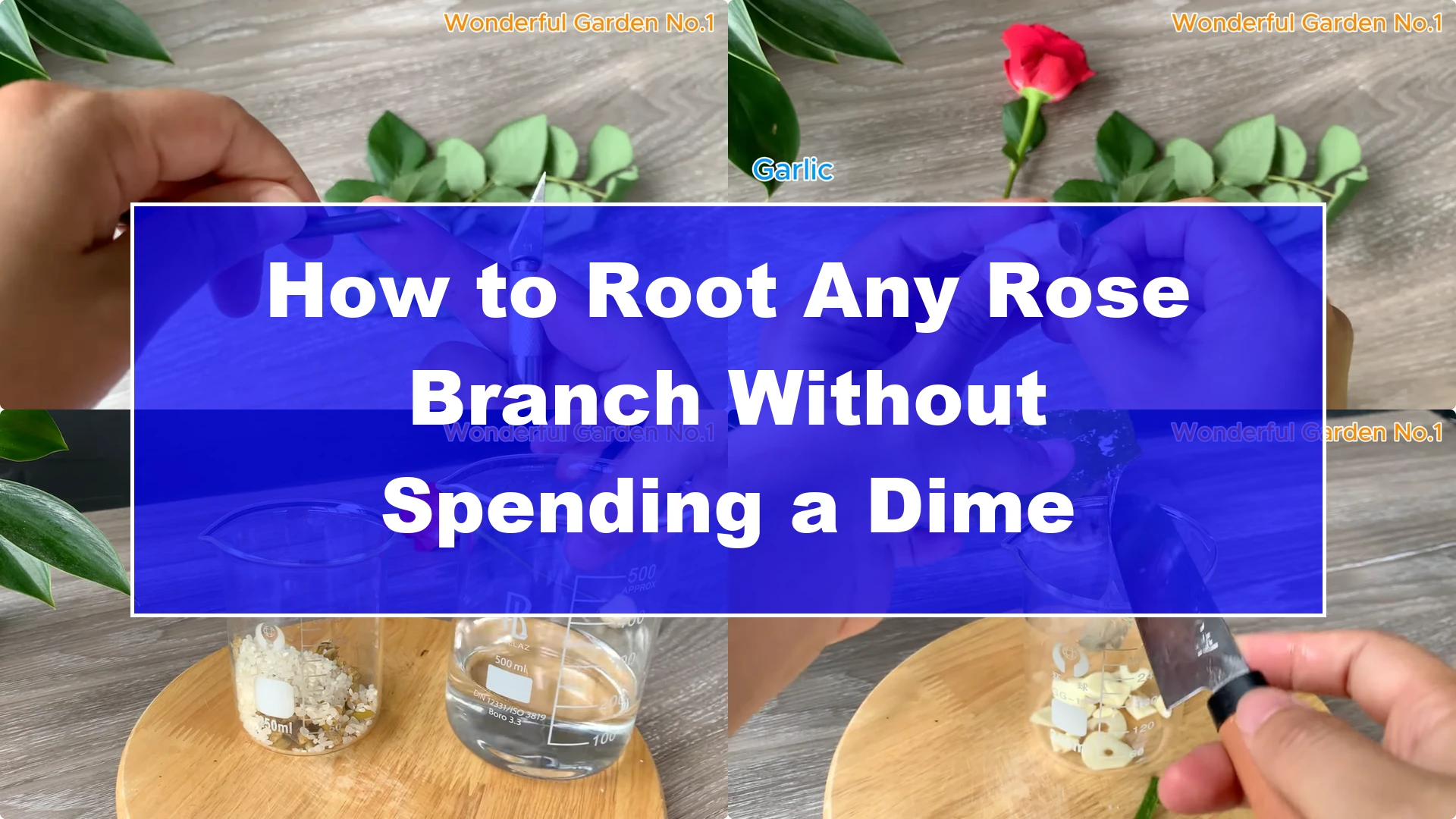 How to Root Any Rose Branch Without Spending a Dime - Featured Image
