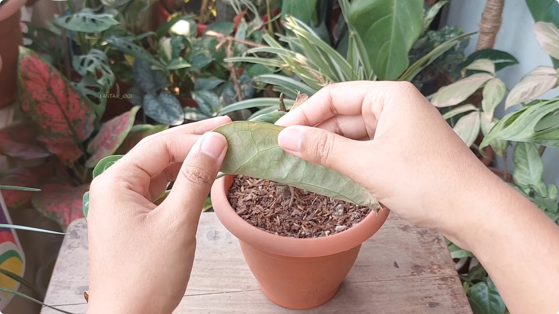How to Solve Brown Tips on Your Anthurium Plant screenshot 1