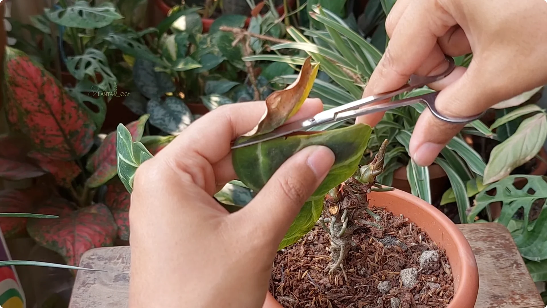 How to Solve Brown Tips on Your Anthurium Plant screenshot 2