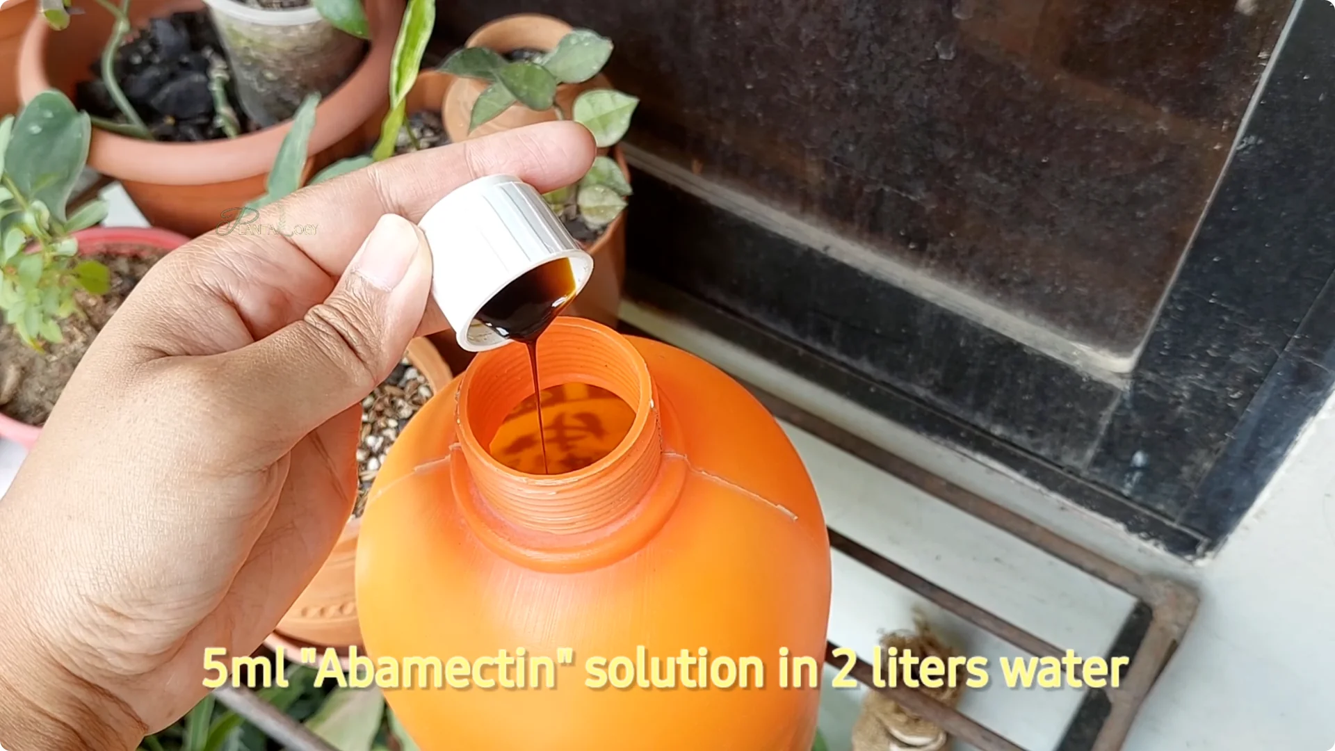 How to Solve Brown Tips on Your Anthurium Plant screenshot 3