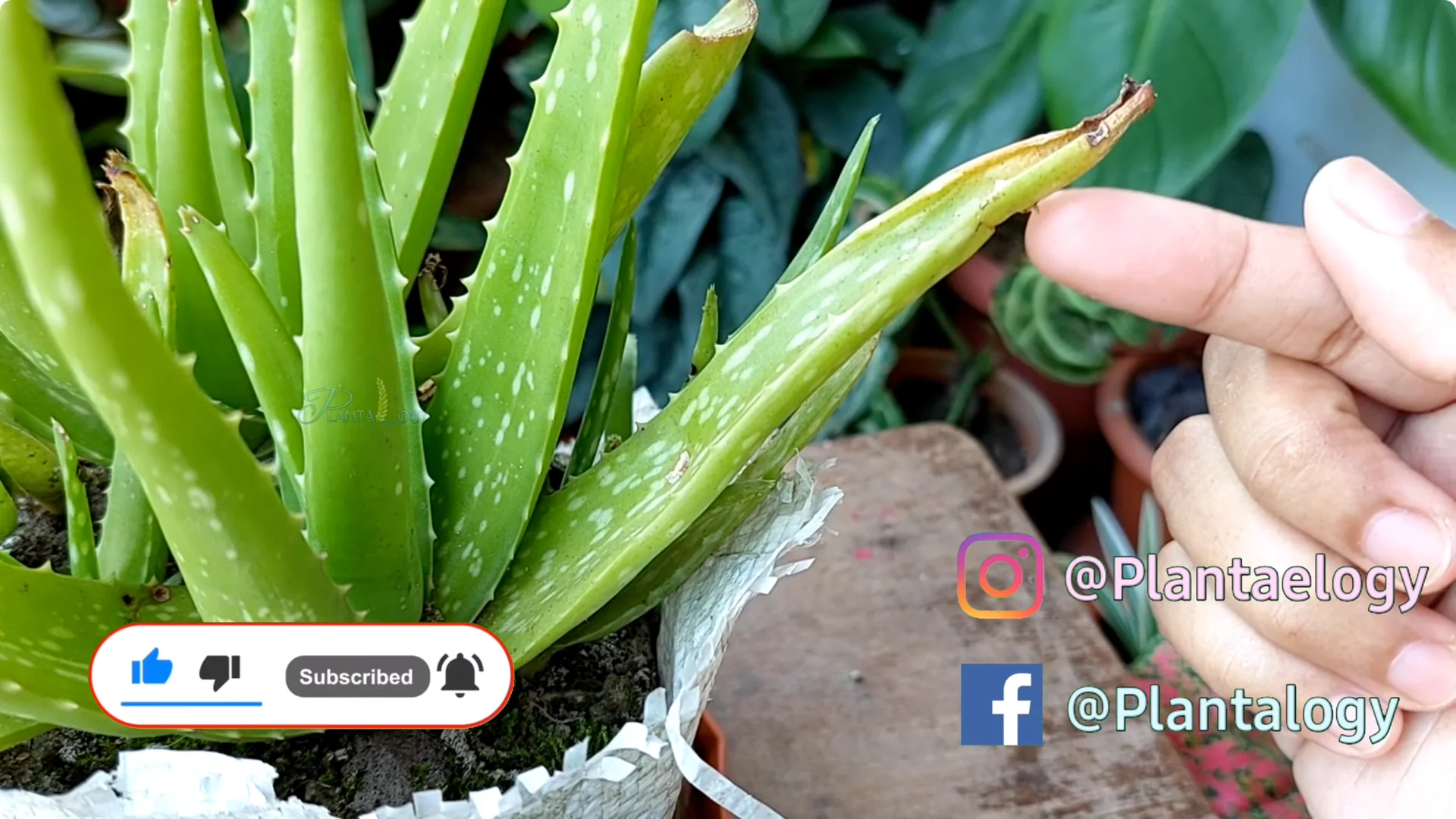How to Solve Common Aloe Vera Problems and Brown Leaves screenshot 1