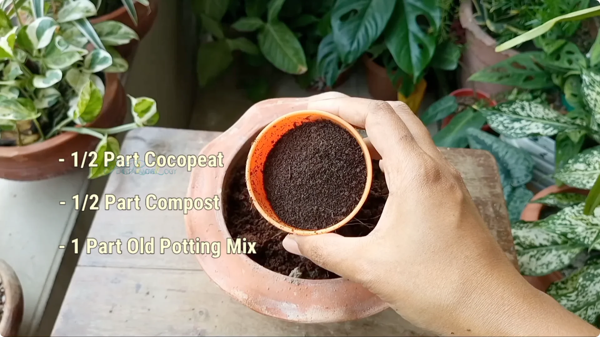 How to Solve Common Aloe Vera Problems and Brown Leaves screenshot 10