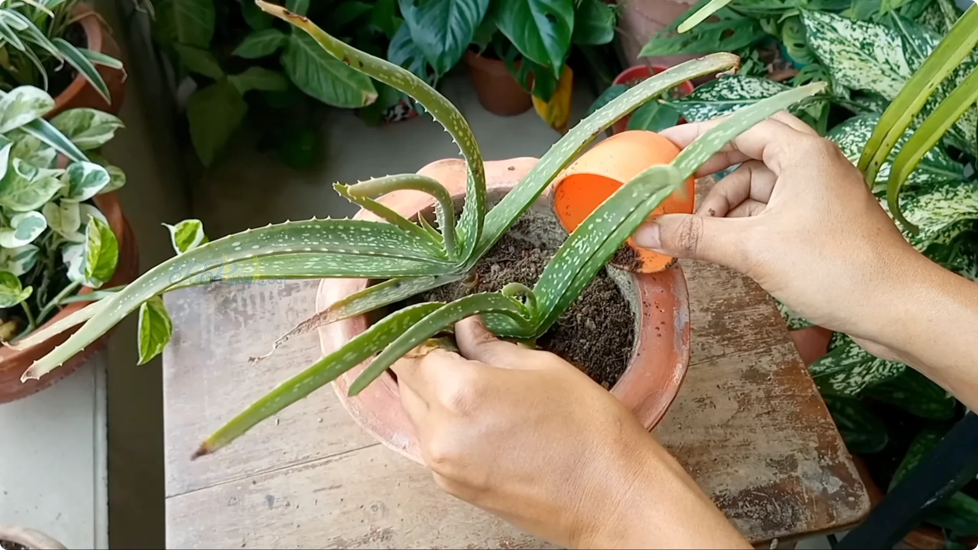 How to Solve Common Aloe Vera Problems and Brown Leaves screenshot 11
