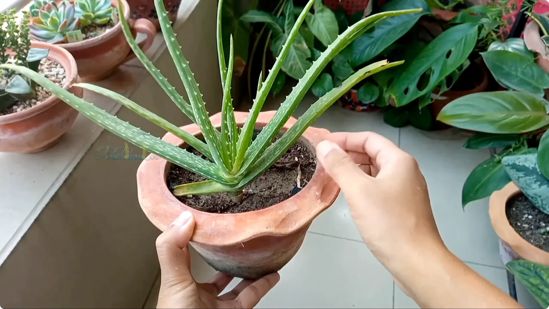 How to Solve Common Aloe Vera Problems and Brown Leaves screenshot 12