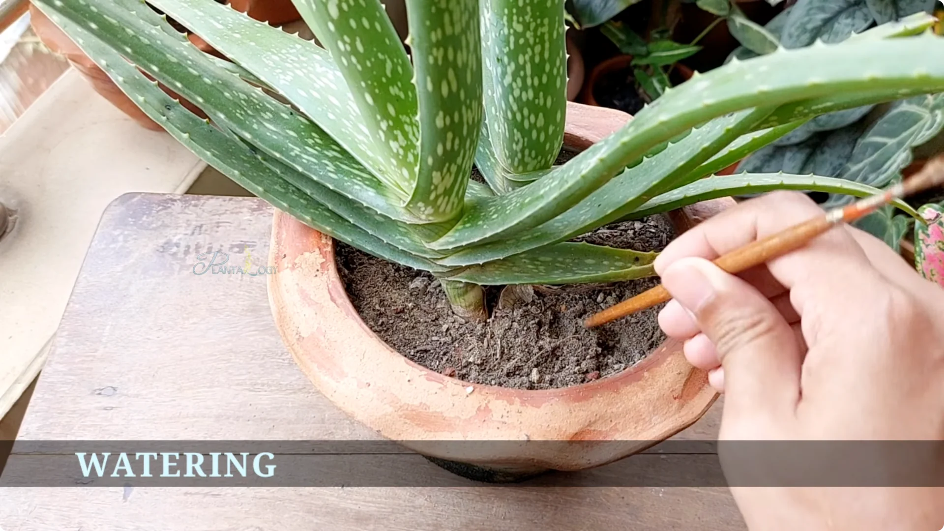 How to Solve Common Aloe Vera Problems and Brown Leaves screenshot 13