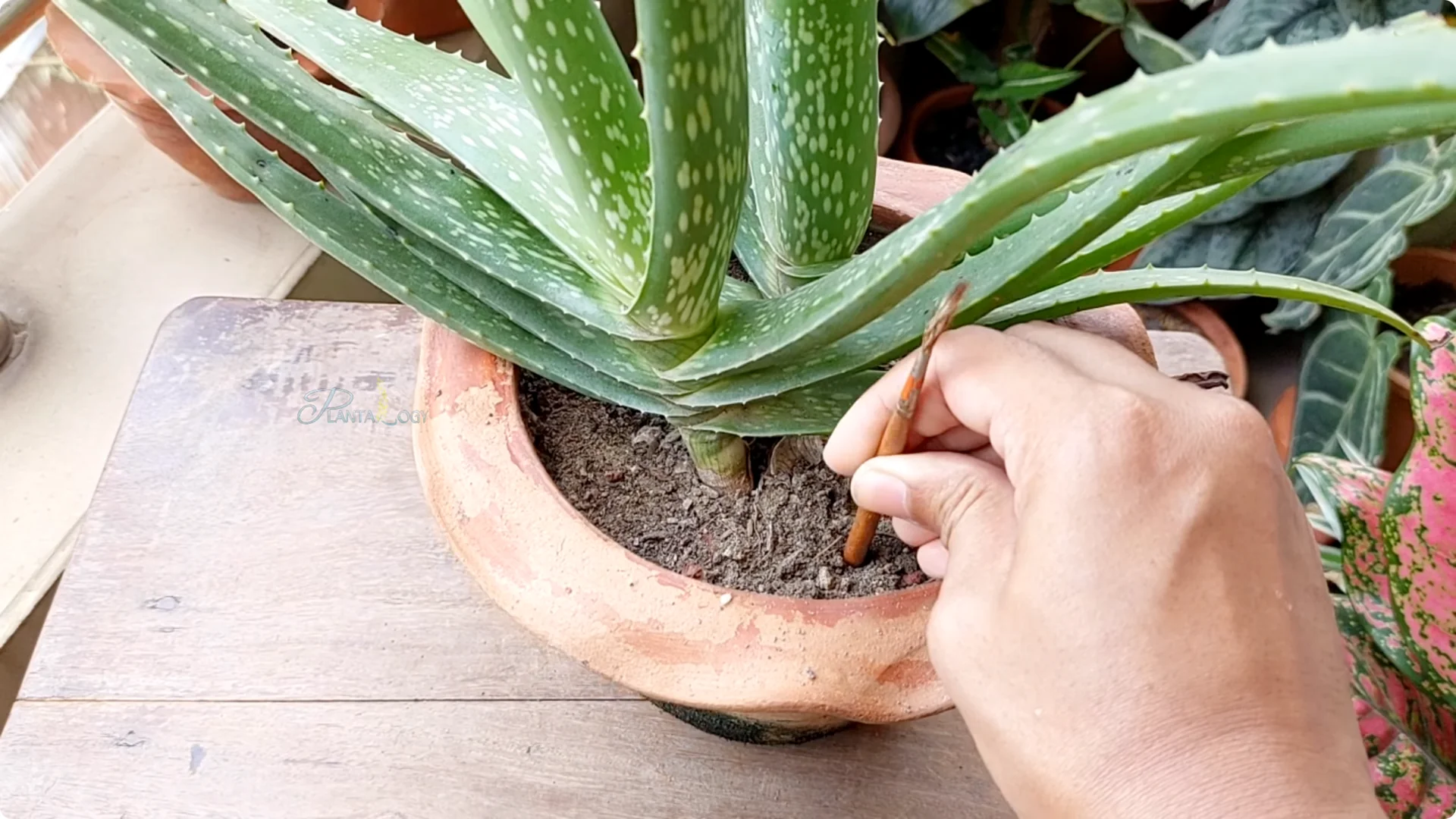 How to Solve Common Aloe Vera Problems and Brown Leaves screenshot 14