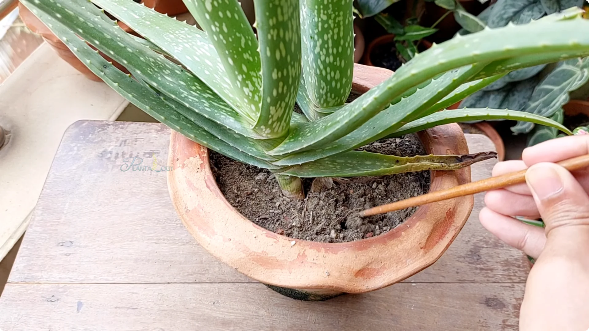 How to Solve Common Aloe Vera Problems and Brown Leaves screenshot 15