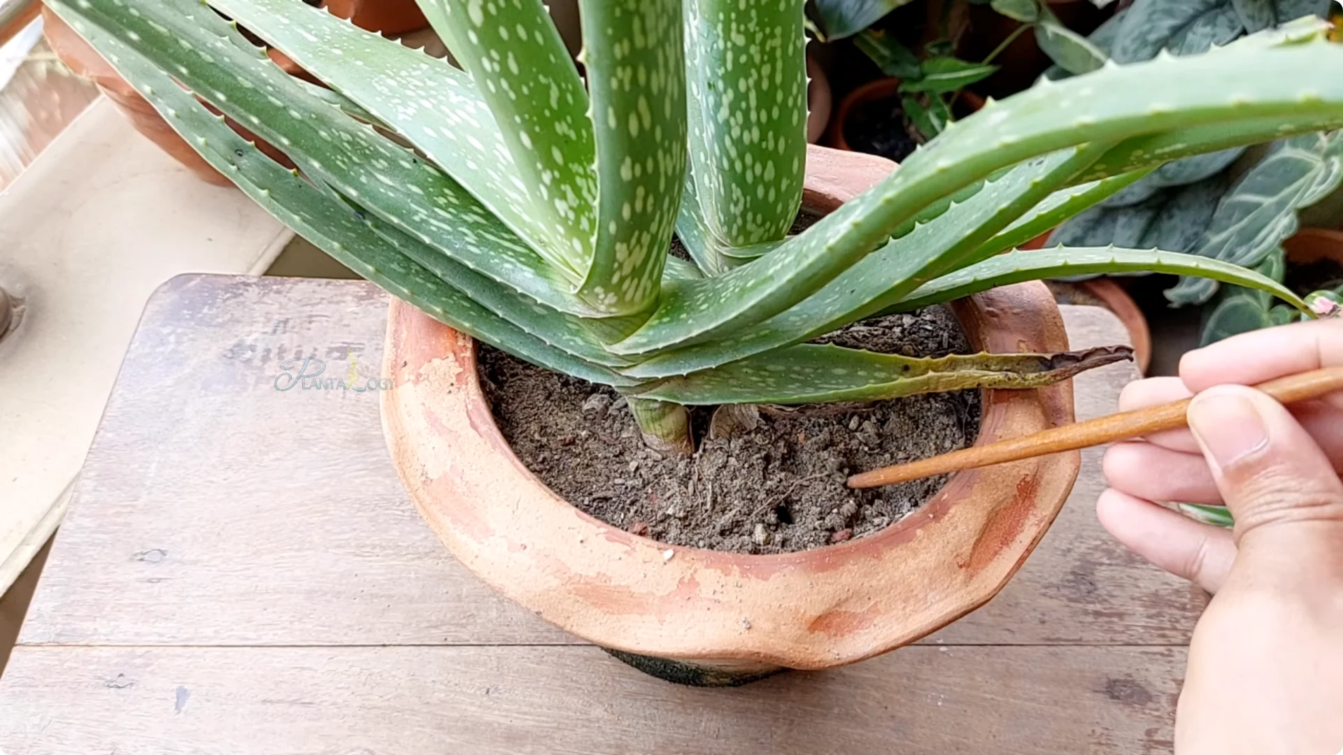 How to Solve Common Aloe Vera Problems and Brown Leaves screenshot 16