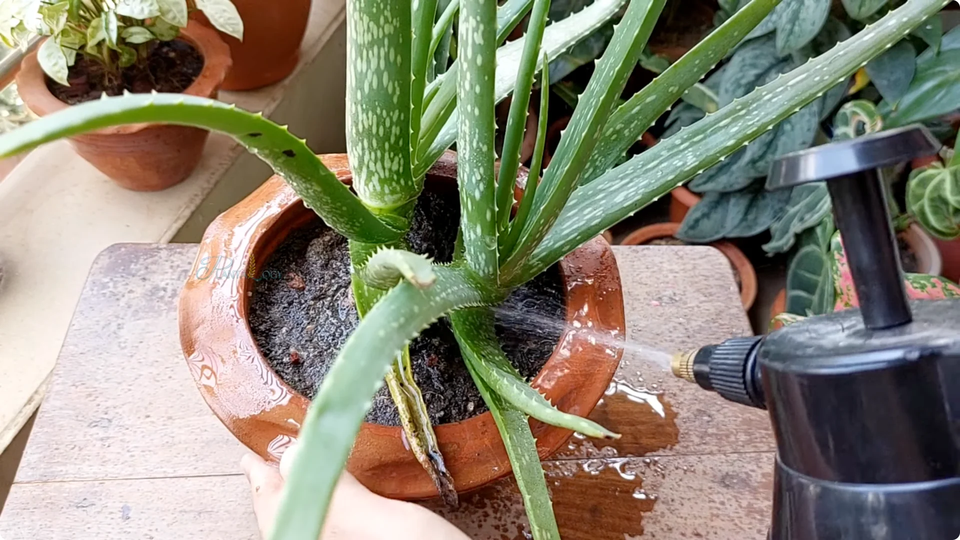 How to Solve Common Aloe Vera Problems and Brown Leaves screenshot 17