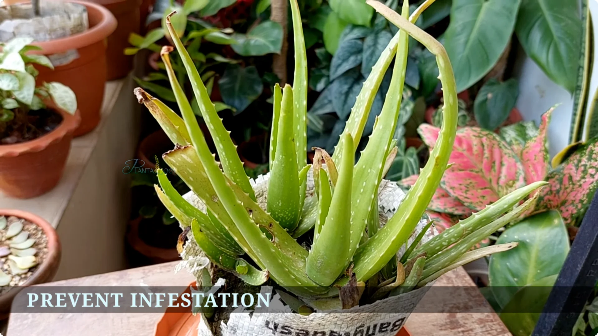 How to Solve Common Aloe Vera Problems and Brown Leaves screenshot 18