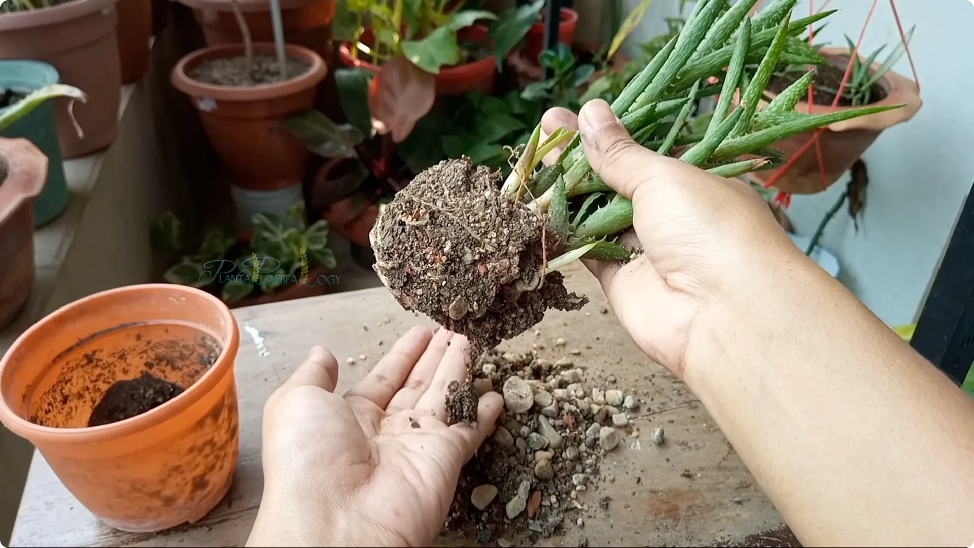 How to Solve Common Aloe Vera Problems and Brown Leaves screenshot 2