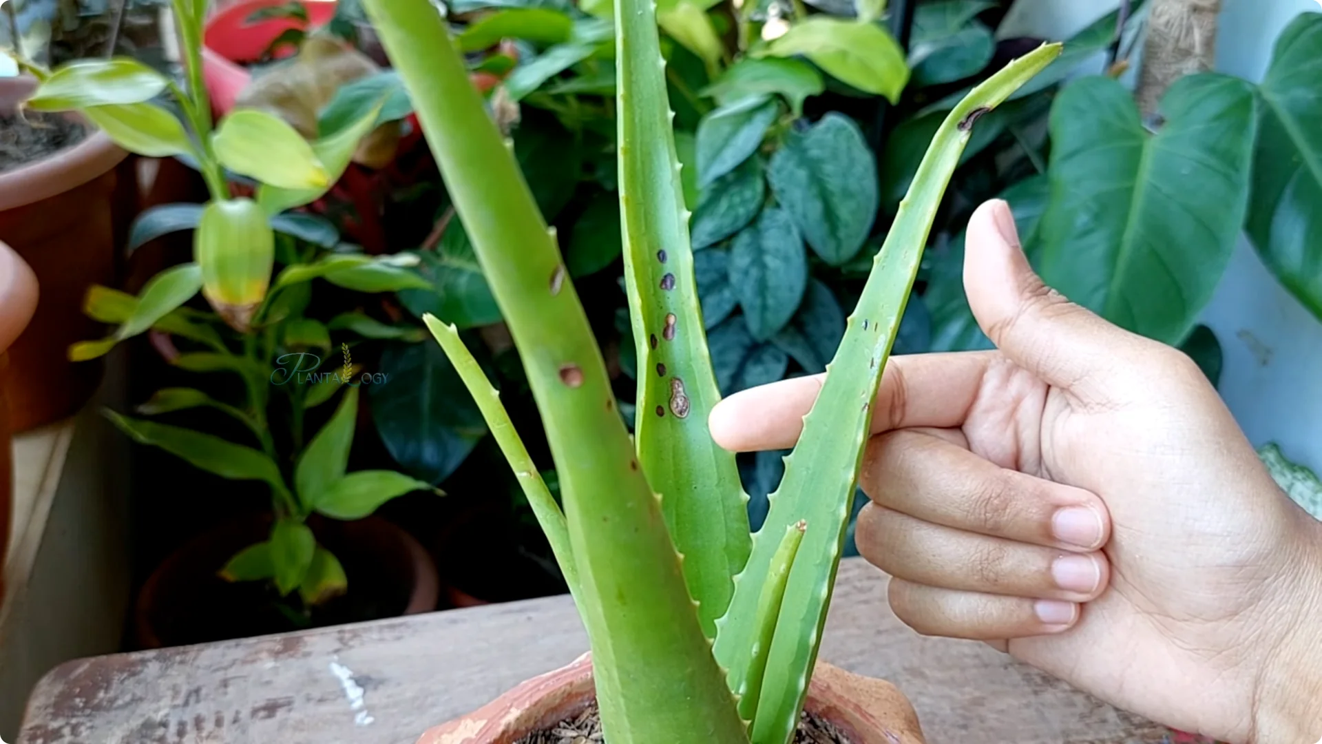 How to Solve Common Aloe Vera Problems and Brown Leaves screenshot 20