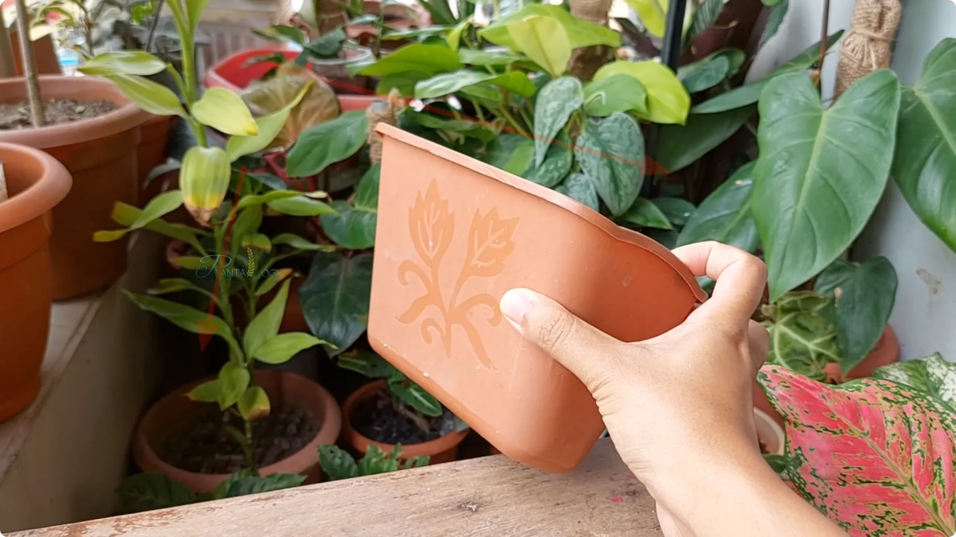 How to Solve Common Aloe Vera Problems and Brown Leaves screenshot 21