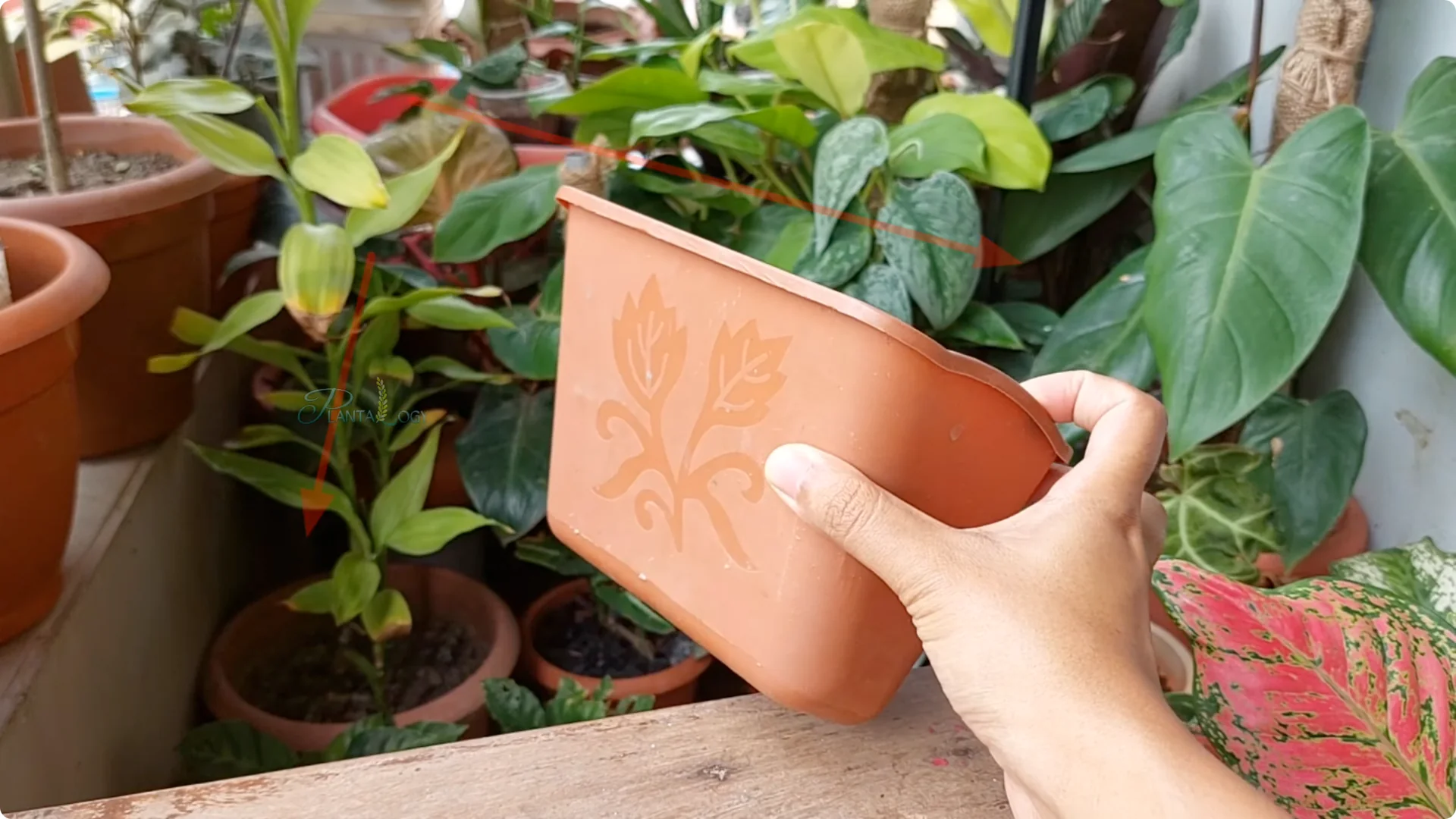 How to Solve Common Aloe Vera Problems and Brown Leaves screenshot 22