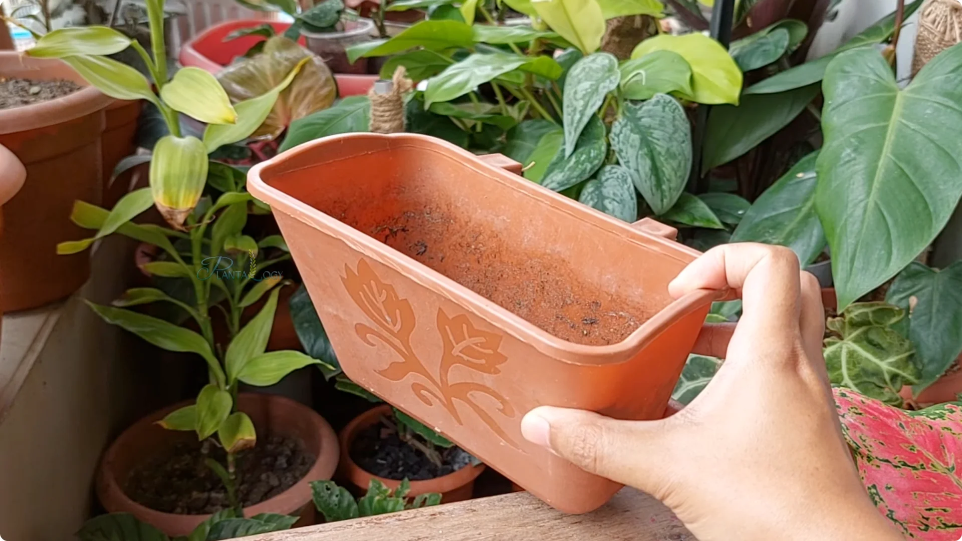 How to Solve Common Aloe Vera Problems and Brown Leaves screenshot 23