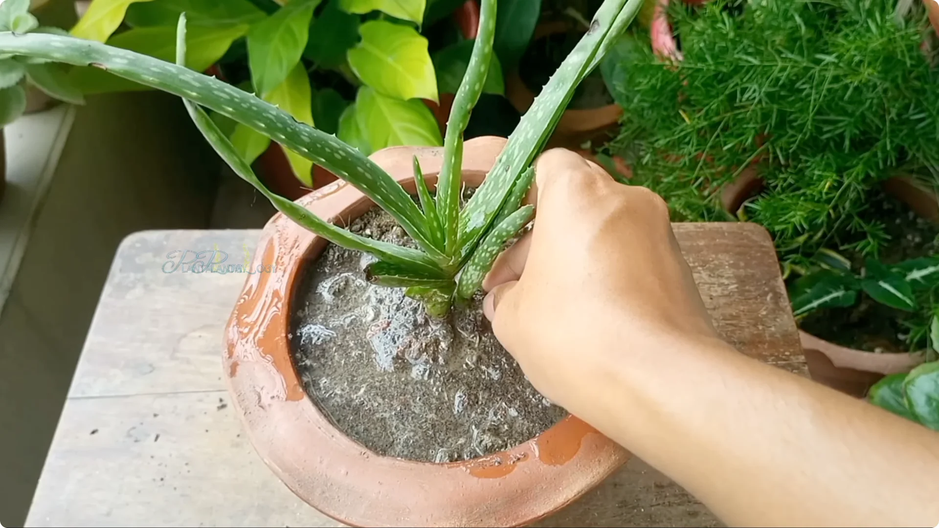 How to Solve Common Aloe Vera Problems and Brown Leaves screenshot 24