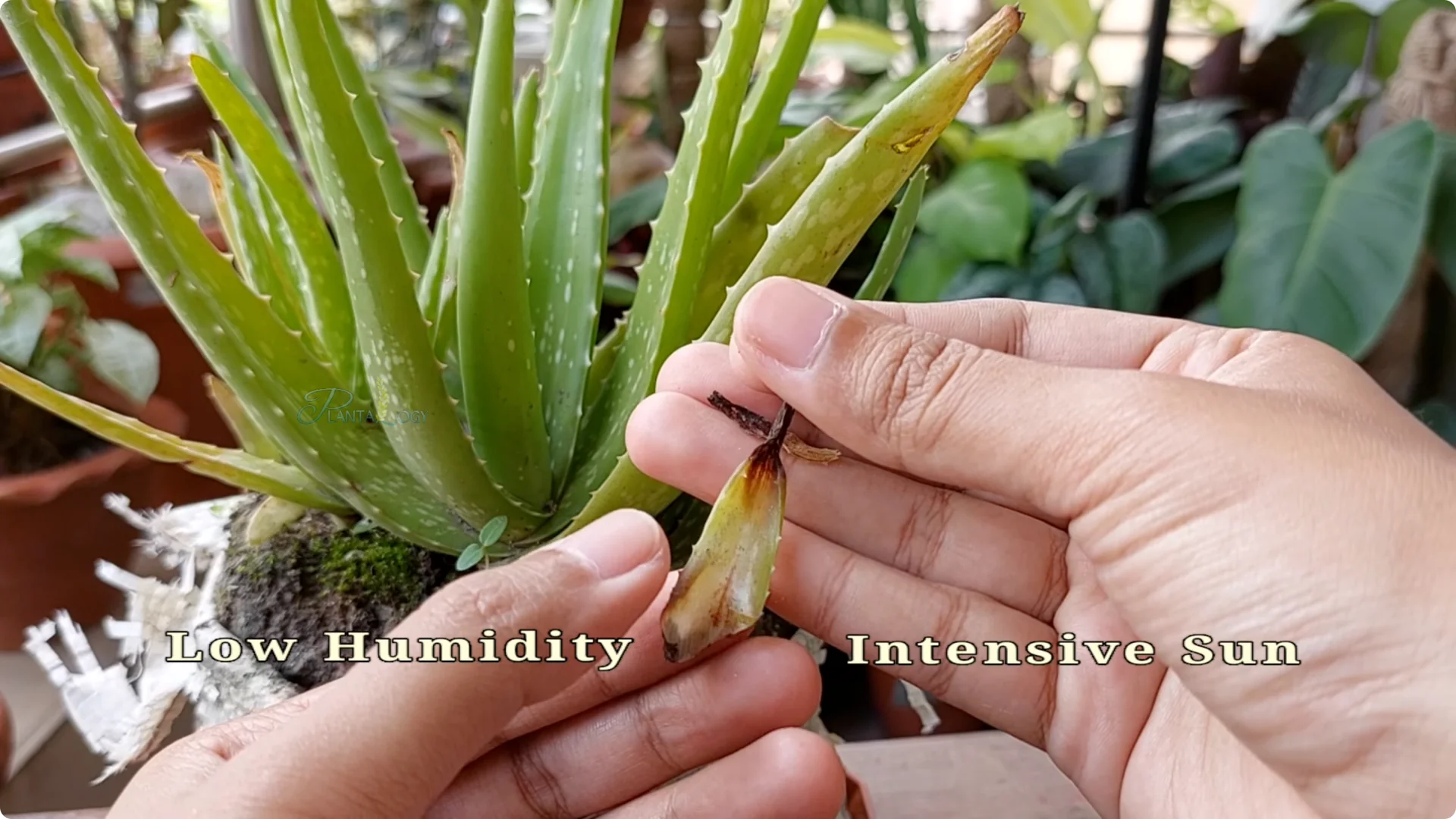 How to Solve Common Aloe Vera Problems and Brown Leaves screenshot 3