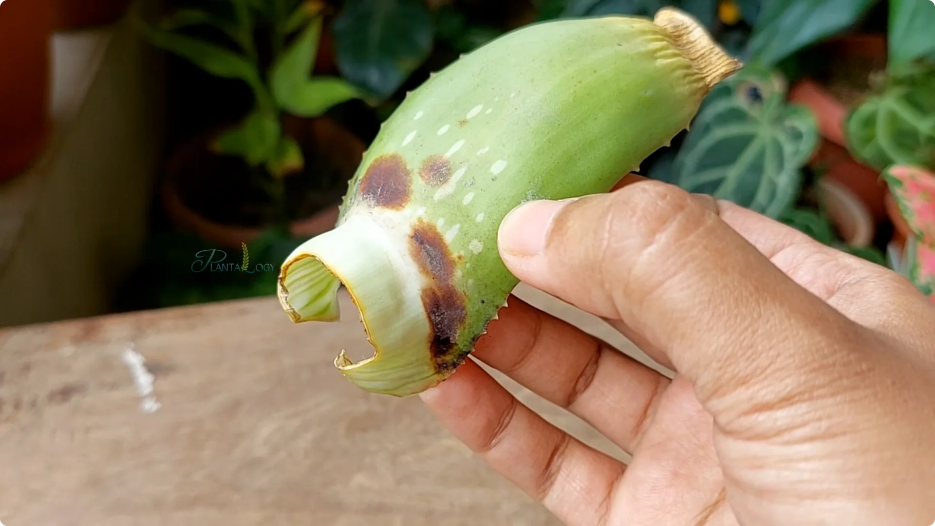 How to Solve Common Aloe Vera Problems and Brown Leaves screenshot 4