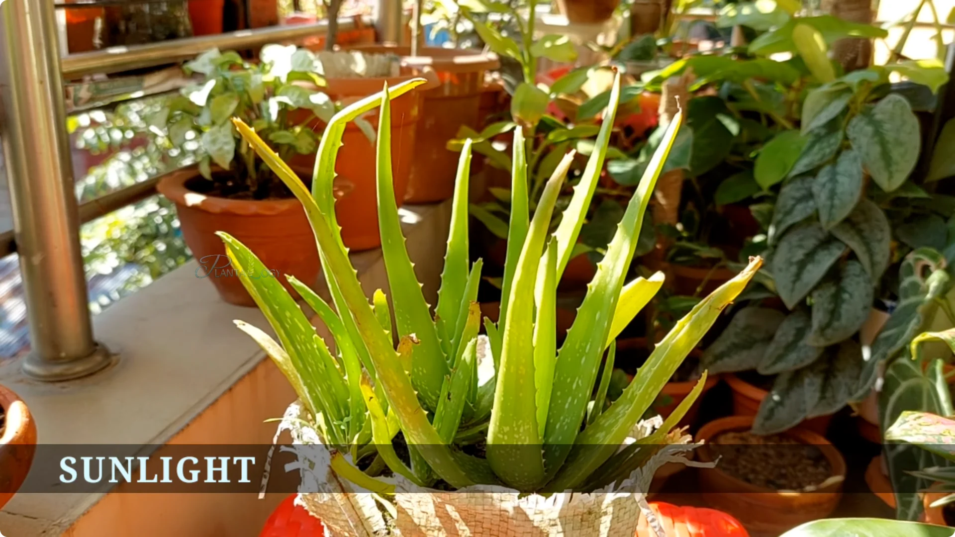 How to Solve Common Aloe Vera Problems and Brown Leaves screenshot 5