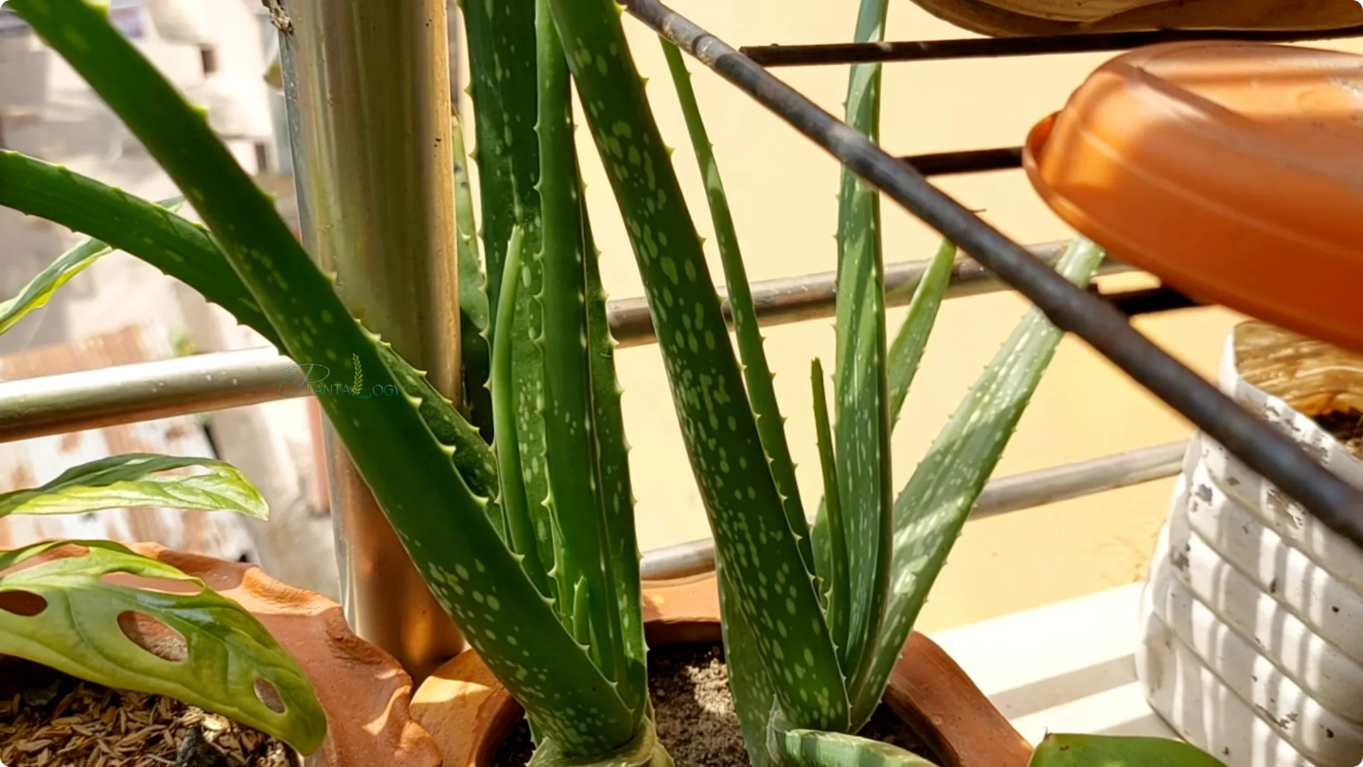 How to Solve Common Aloe Vera Problems and Brown Leaves screenshot 6