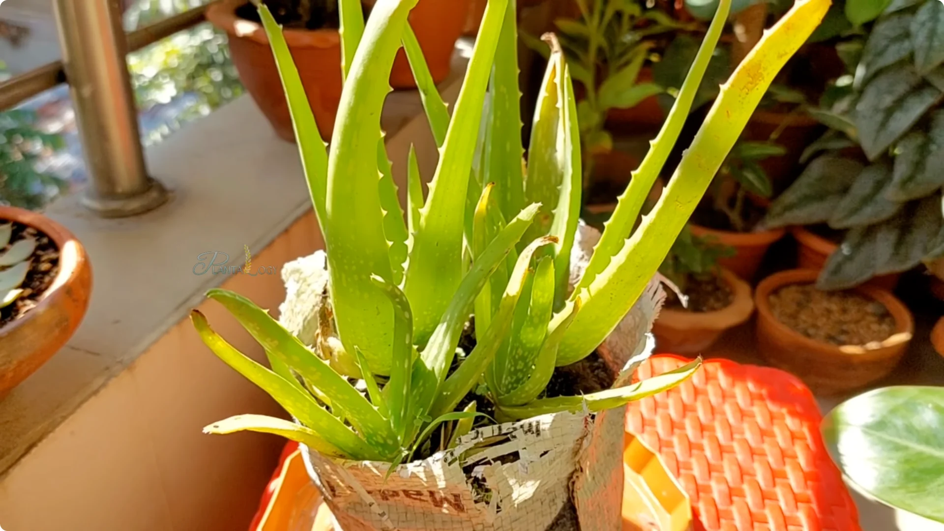 How to Solve Common Aloe Vera Problems and Brown Leaves screenshot 7