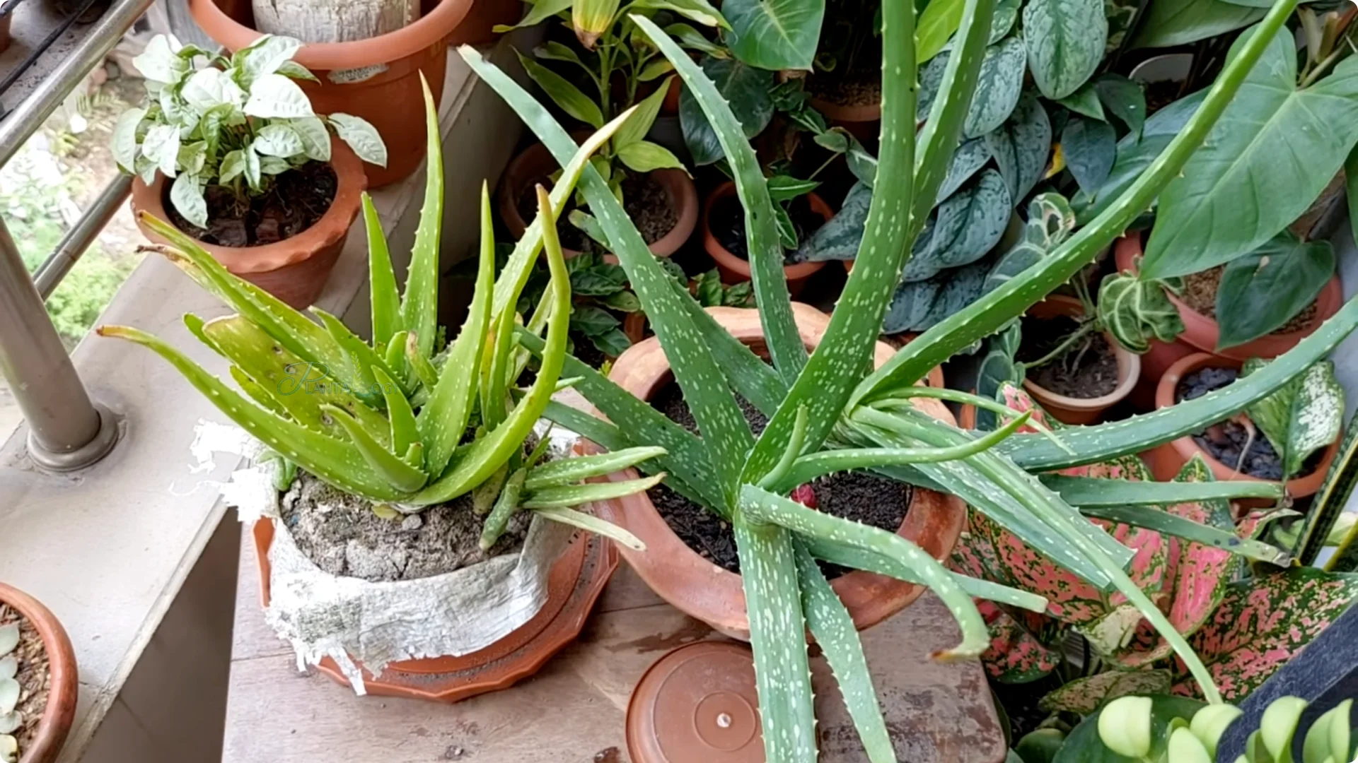 How to Solve Common Aloe Vera Problems and Brown Leaves screenshot 8