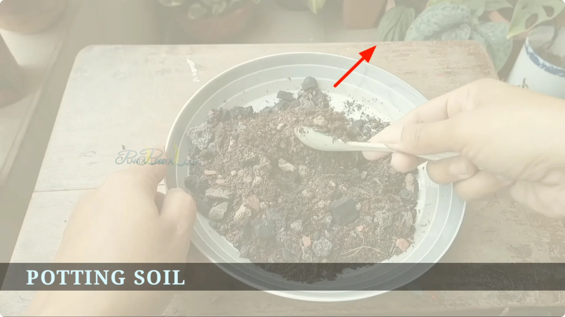How to Solve Common Aloe Vera Problems and Brown Leaves screenshot 9