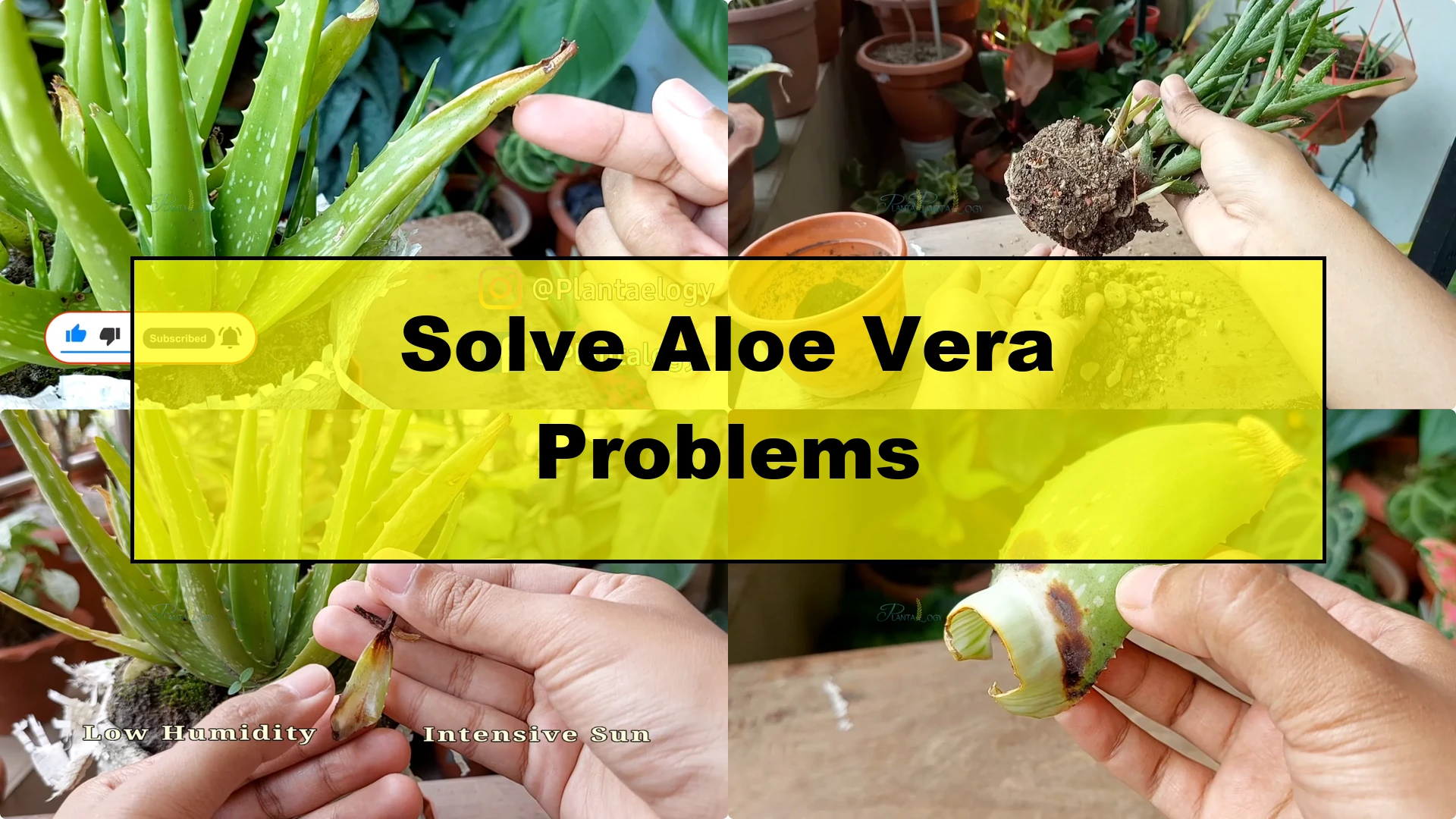 How to Solve Common Aloe Vera Problems and Brown Leaves - Featured Image
